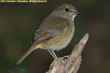 rock thrush